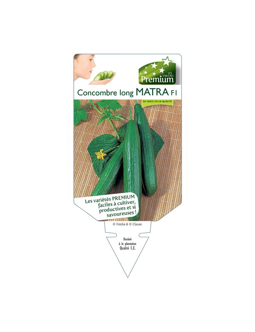 CONCOMBRE long MATRA F1