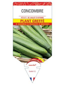 CONCOMBRE PLANT GREFFÉ
