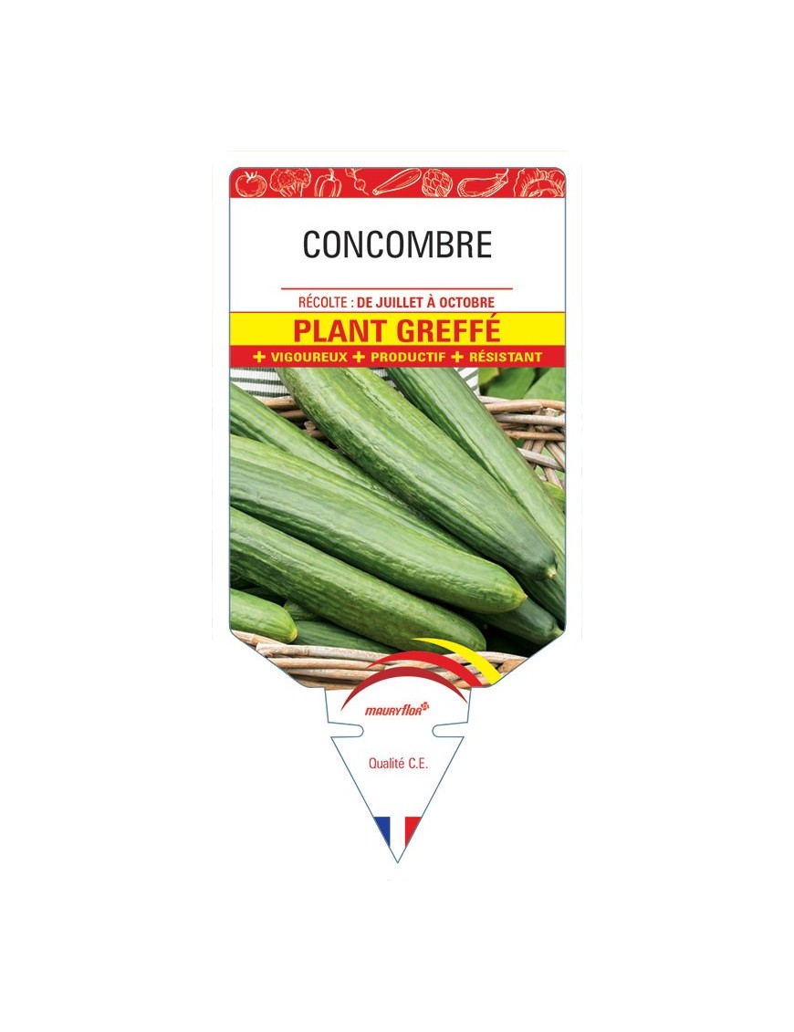 CONCOMBRE PLANT GREFFÉ
