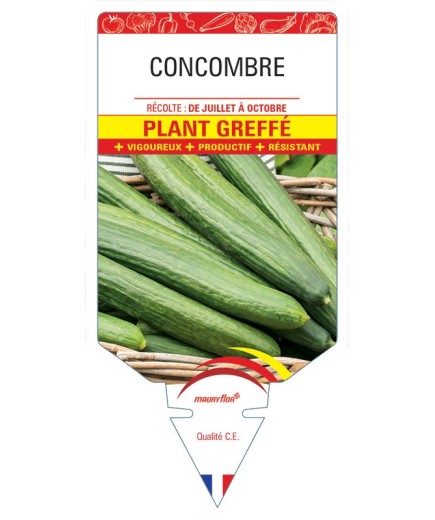 CONCOMBRE PLANT GREFFÉ