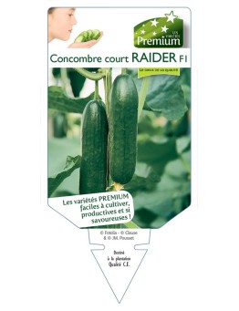 CONCOMBRE court RAIDER F1