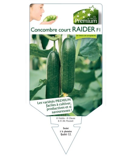 CONCOMBRE court RAIDER F1