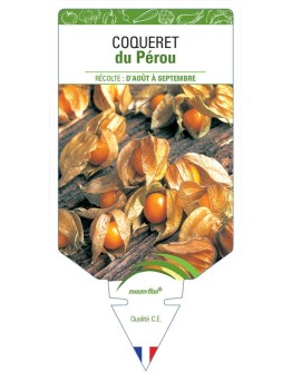 COQUERET DU PÉROU *