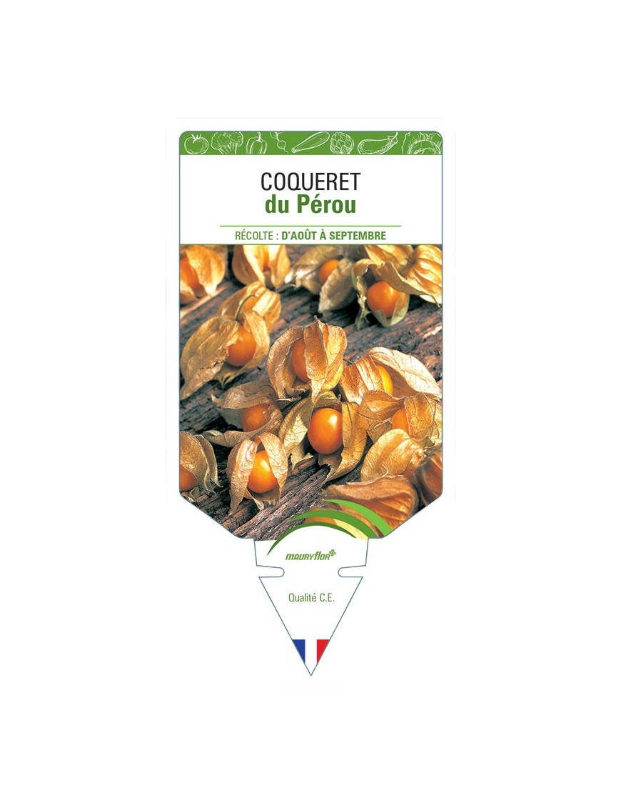 COQUERET DU PÉROU *