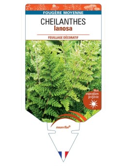 CHEILANTHES lanosa