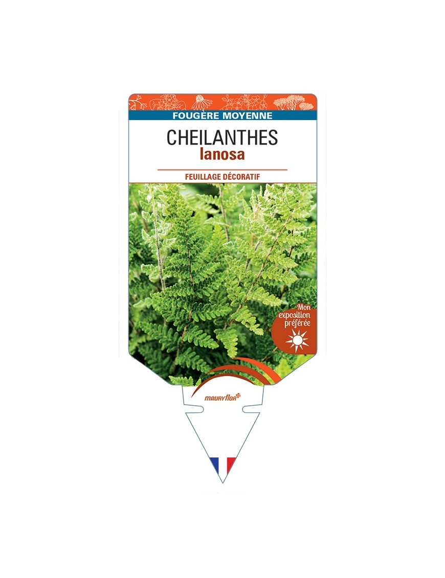 CHEILANTHES lanosa