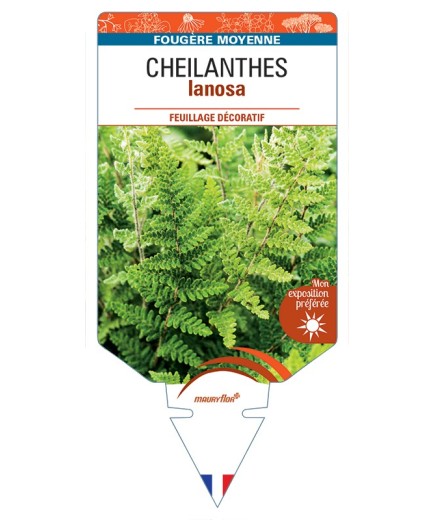 CHEILANTHES lanosa