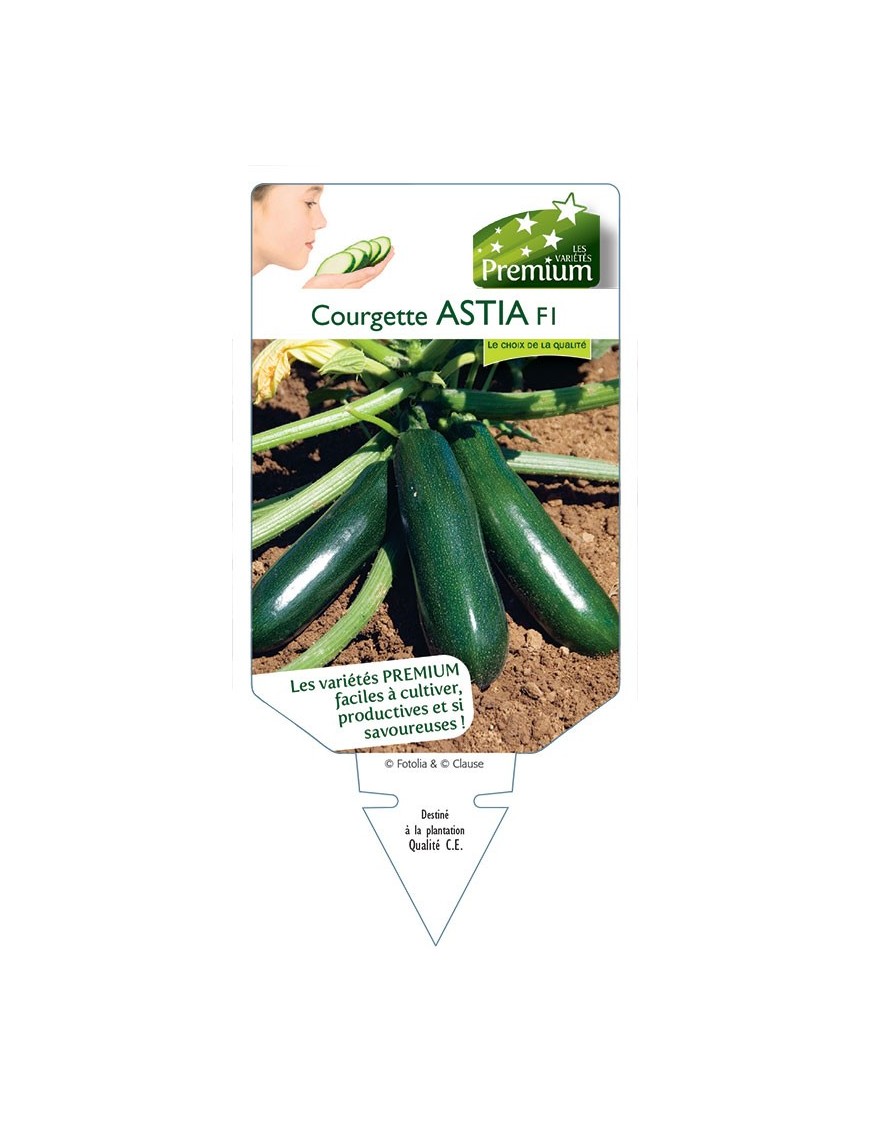COURGETTE ASTIA F1