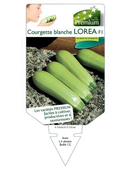 COURGETTE blanche LOREA F1