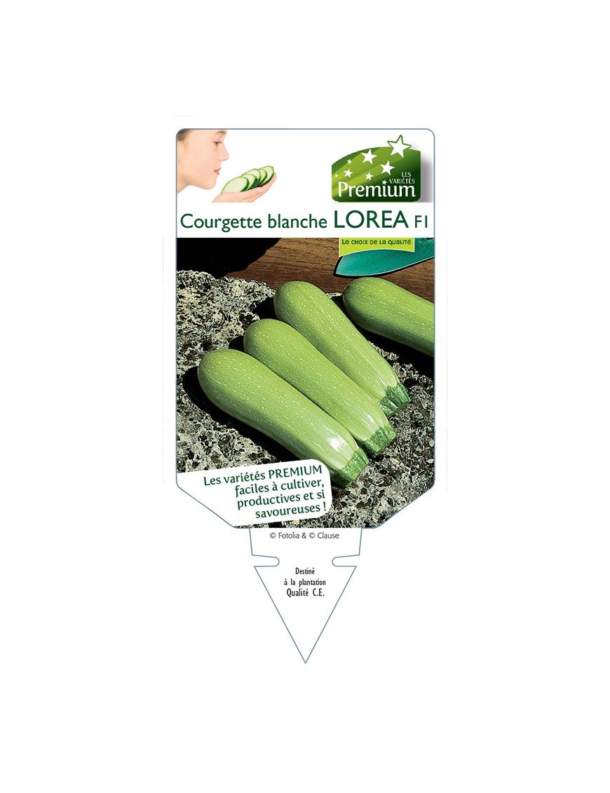 COURGETTE blanche LOREA F1