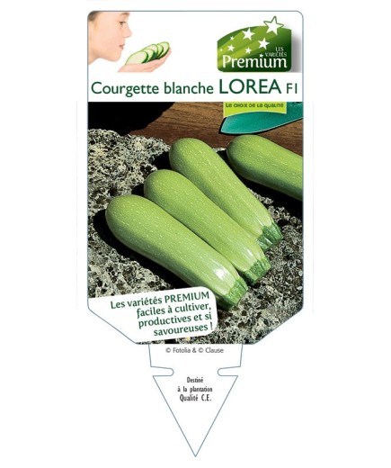 COURGETTE blanche LOREA F1