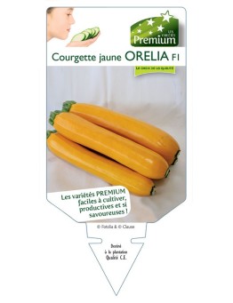 COURGETTE jaune ORELIA F1