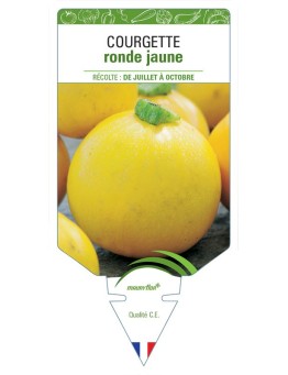 COURGETTE RONDE JAUNE