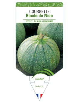 COURGETTE RONDE DE NICE