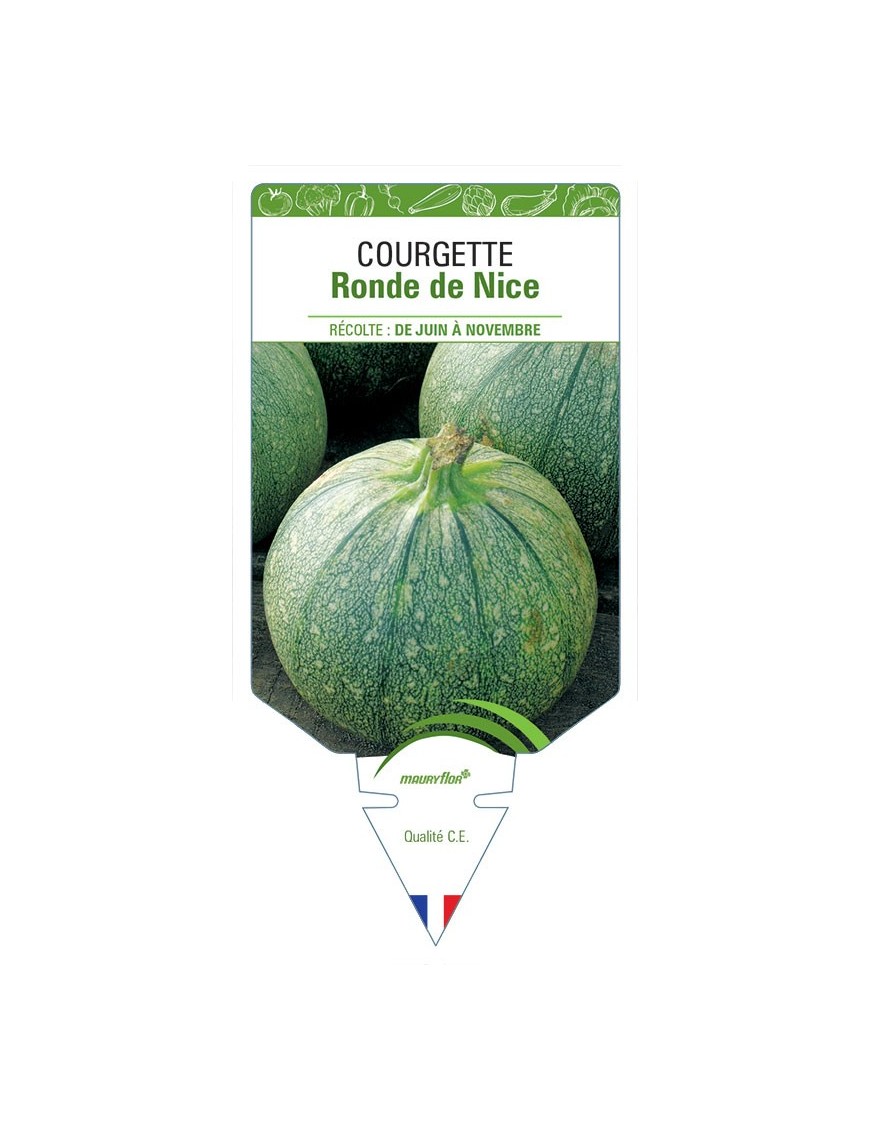 COURGETTE RONDE DE NICE