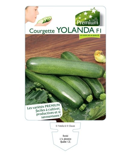 COURGETTE YOLANDA F1 *