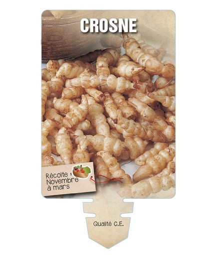 CROSNE *