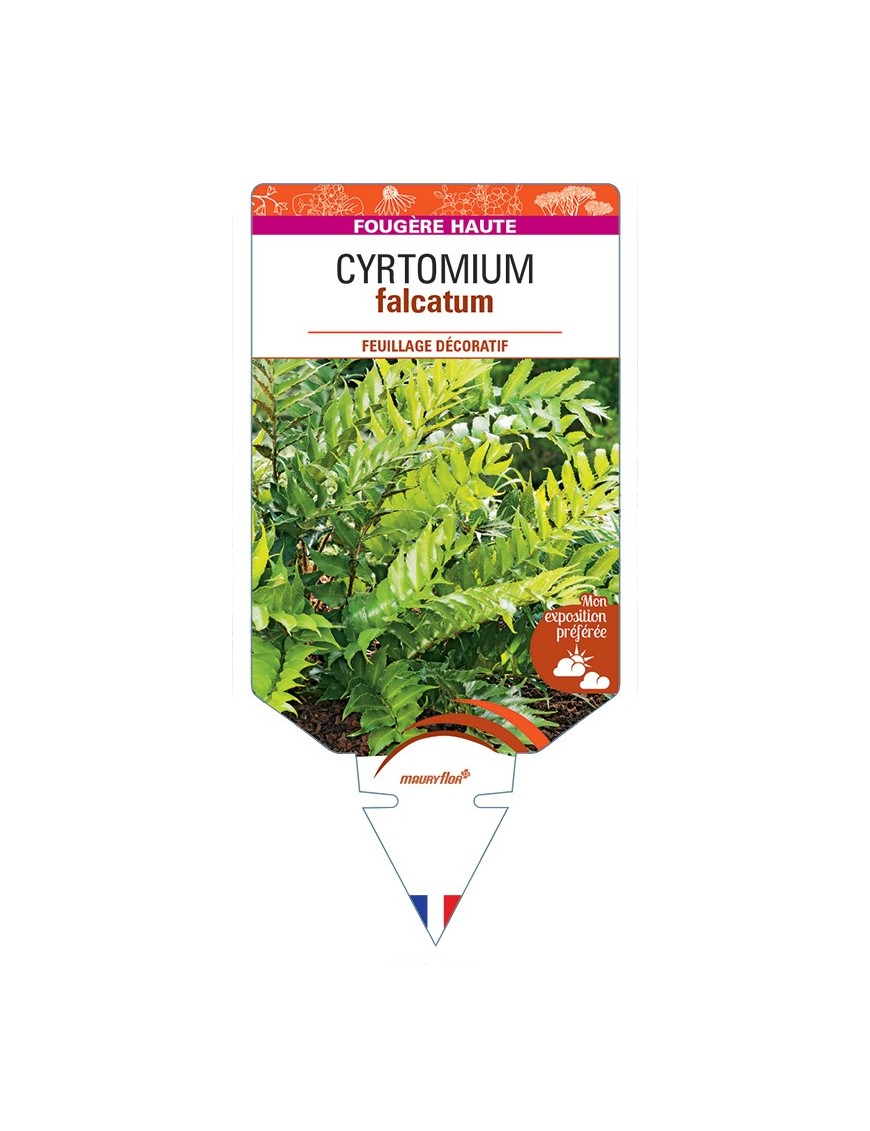 CYRTOMIUM falcatum