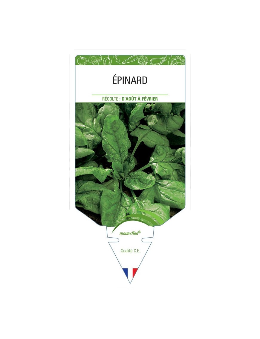 ÉPINARD