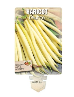 HARICOT (jaune) *