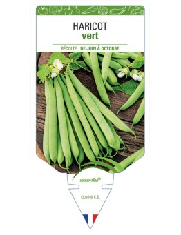 HARICOT (vert)