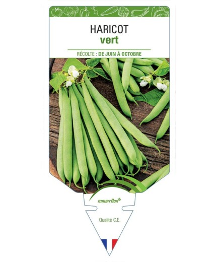 HARICOT (vert)