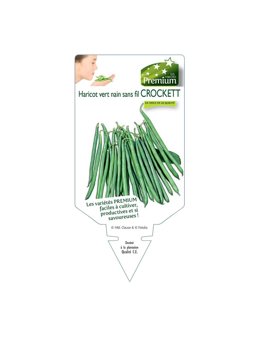 HARICOT vert nain sans fil CROCKETT