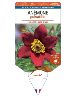 ANEMONE PULSATILLE (rouge) *