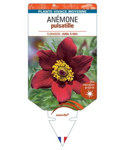 ANEMONE PULSATILLE (rouge) *