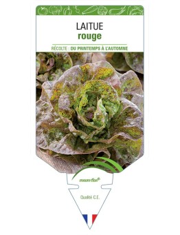 LAITUE (pommée sans nom rouge)