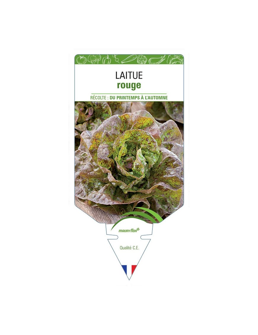 LAITUE (pommée sans nom rouge)