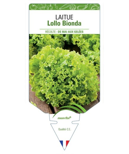 LAITUE À COUPER LOLLO BIONDA *