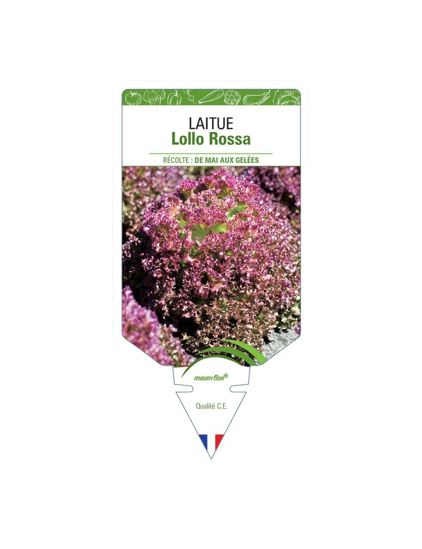 LAITUE À COUPER LOLLO ROSSA *