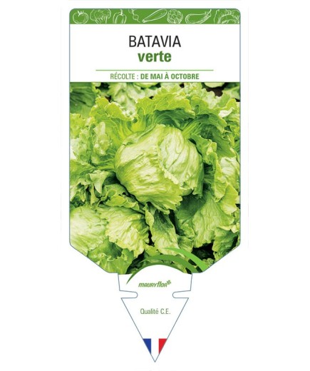 (Laitue) BATAVIA