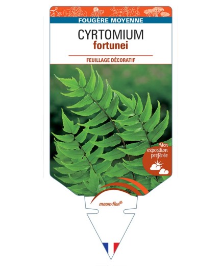 CYRTOMIUM fortunei