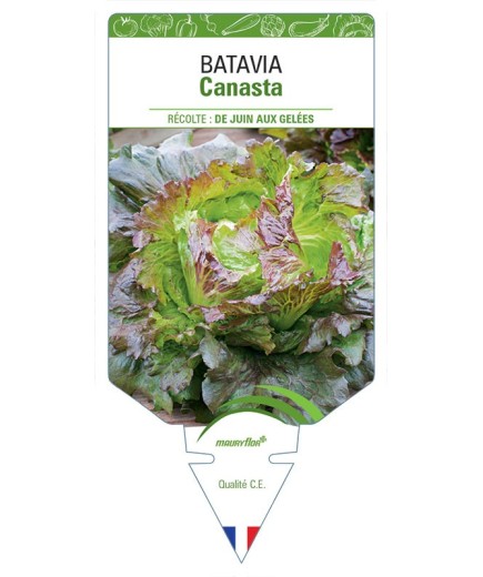 (Laitue) BATAVIA CANASTA