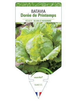 (Laitue) BATAVIA DORÉE DE PRINTEMPS