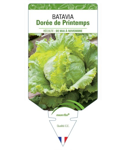 (Laitue) BATAVIA DORÉE DE PRINTEMPS
