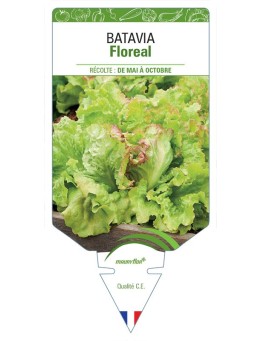 (Laitue) BATAVIA FLOREAL *