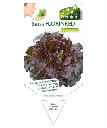 (Laitue) BATAVIA FLORINRED