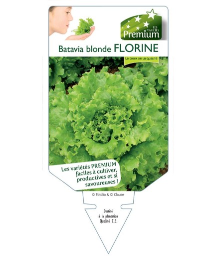 (Laitue) BATAVIA BLONDE FLORINE