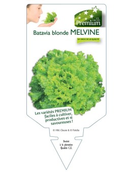 (Laitue) BATAVIA BLONDE MELVINE