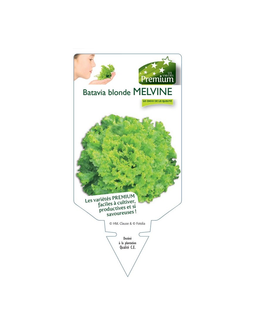(Laitue) BATAVIA BLONDE MELVINE