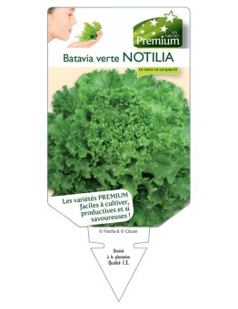 (Laitue) BATAVIA VERTE NOTILIA