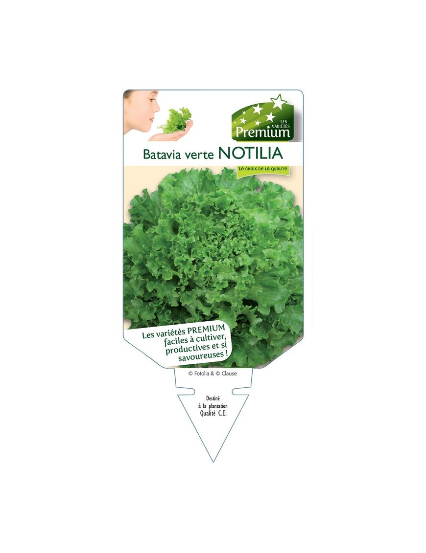 (Laitue) BATAVIA VERTE NOTILIA