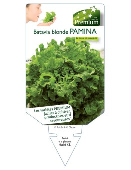 (Laitue) BATAVIA BLONDE PAMINA