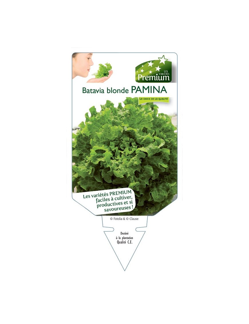 (Laitue) BATAVIA BLONDE PAMINA