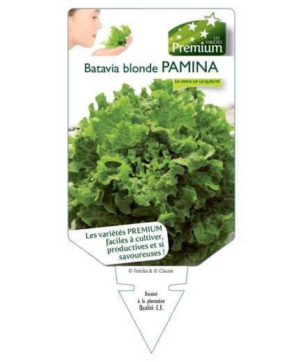 (Laitue) BATAVIA BLONDE PAMINA