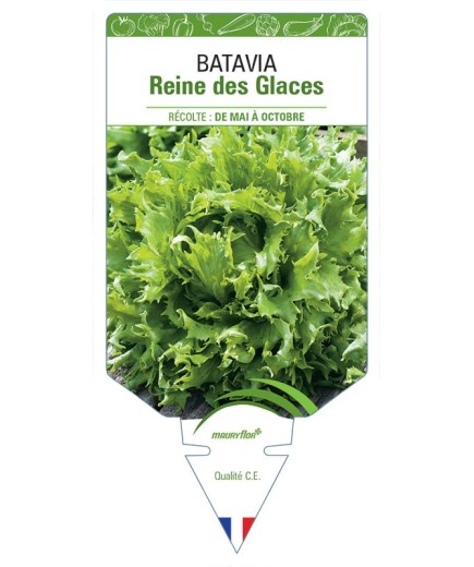 (Laitue) BATAVIA REINE DES GLACES