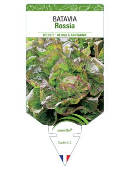 (Laitue) BATAVIA ROSSIA *